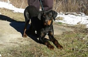 Търси се изчезнало гонче, собственикът предлага възнаграждение