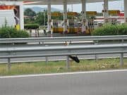 Спасиха ранен щъркел на АМ „Тракия“ край Пазарджик