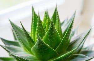 Световноизвестната компания „Форевър” представя в Панагюрище забележителните свойства на своите продукти с алое