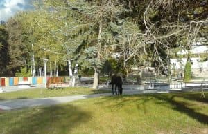 Фотофакт: Коне се разхождат из парка