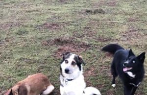 Стоян Лазаров осигури звездно кучешко трио за продукцията „Жана“