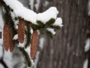 Валежите от сняг постепенно ще спират