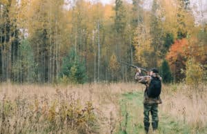 Днес се открива ловът на пъдпъдъци, гургулици, гривяк, горски бекас и обикновена бекасина