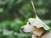 Седмицата започва с дъжд и облаци дъжд