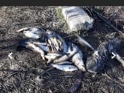 Тонове измряла риба при замърсяването на река Марица