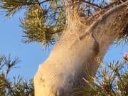 Панагюрец забеляза опасен растителен паразит по боровете в района на Фетинци