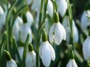 Януари си отива с облаци, февруари идва с пролетни температури