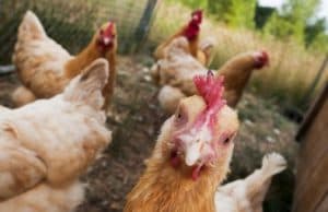 Собствениците на домашни птици трябва да ги декларират в Общината