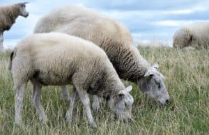 Заповед забранява немаркирани домашни животни на общински пасища