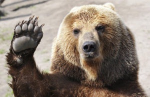 А понеделникът е всъщност приказка: „Мечката и дърварят“