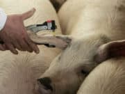 До 31 март: Всички прасета във фамилни ферми с ушни марки