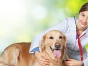 14-ти декември е денят на ветеринарният лекар