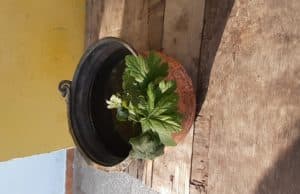 Оборище започва днес подготовка за сезона, очакват се две нови попълнения