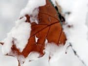 Жълт код за силен вятър в цялата страна днес, сняг от утре