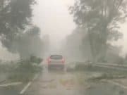 След бурята в Пазарджишко: Паднали дървета и щети по автомобили