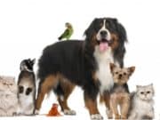 Започва записването за конкурса „Парад на домашните любимци”