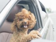 Силен вятър в края на работната седмица