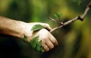 Програма за провеждане на седмицата на гората