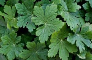 На Велика сряда се бере здравец, чистенето за Великден приключва днес