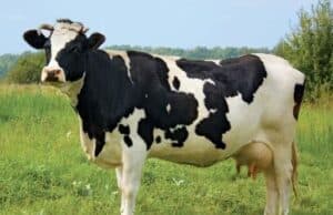 Общинската епизоотична комисия в Стрелча с мерки след установено огнище на туберкулоза по говедата