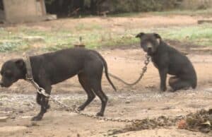 Разкриха арена за кучешки боеве край Панагюрище, 23-ма са арестувани