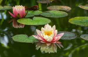 Посадиха нови пет вида водни лилии в езерото в Панагюрски колонии