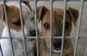 Кампания „Осинови ме“ – Подари дом, подари любов!