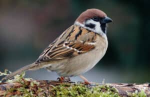 Днес е международен ден на приказките, щастието и врабчето