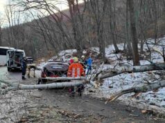 Паднало дърво затвори пътя за Свобода