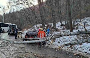 Паднало дърво затвори пътя за Свобода