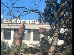 Премахват опасни иглолистни дървета след силните ветрове в Панагюрище